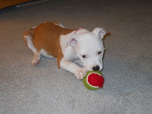 Star (now adopted and renamed Roxie), one of the puppies, playing with her tennis ball.